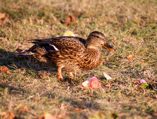 one brown duck stands on yellow autumn grass in an apple orchard and the bitten red apple lies next to it, the vegetation is withered, it is lit by the evening sun, 