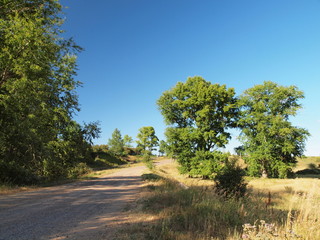 Trees by the road. Russian summer nature. Russia, Ural, Perm region