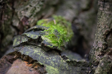 green moss on the bark of a tree