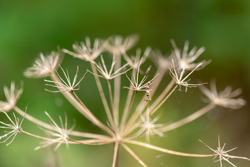 naked dandelion in macro with blurred background