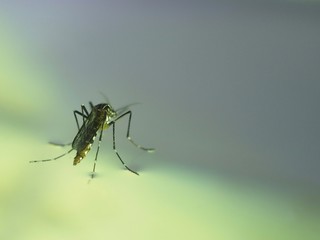 Close-up Mosquito on water After the mosquito larva. It is a disease-causing animal Dengue and