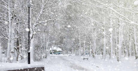 Naklejka premium Winter park under the snow. A snowstorm in the city park. Park for walks with the whole family under the snow cover.