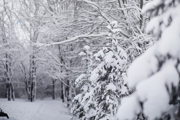 Snow-covered winter park and benches. Park and pier for feeding ducks and pigeons.Family on a walk in the snow covered the park.