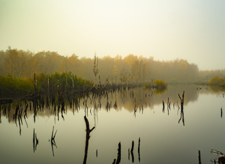 Moorlandschaft im Morgennebel