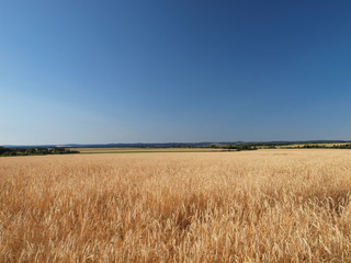 Russian field. Russian summer nature. Russia, Ural, Perm region