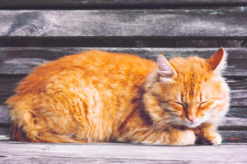 A sleeping red cat on a wooden bench in the park