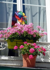 Géraniums roses sur le bord d'une fenêtre, France