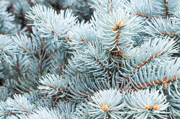 Naklejka na ściany i meble White branches of the Christmas tree. Winter. New Year.