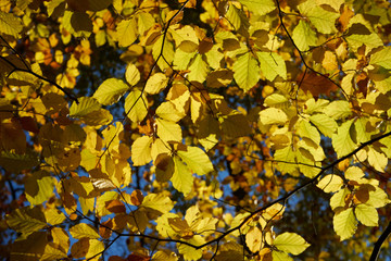 Herbst gold