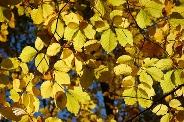 Herbst gold