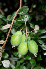 フェイジョアの果実