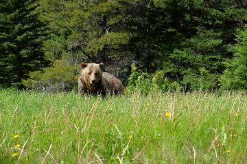 Grizzly in Canada