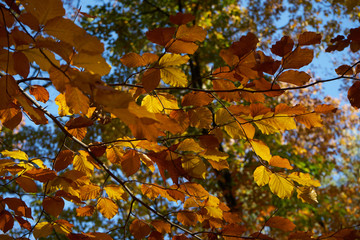 gelb braun rot kupfer