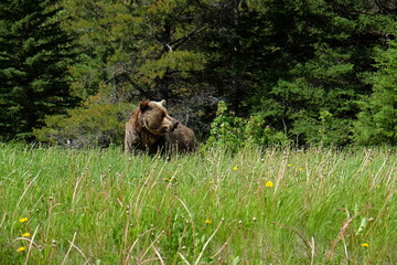 Grizzly in Canada