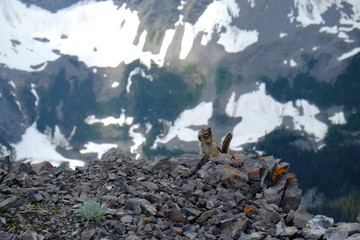 Chipmunk in Canada