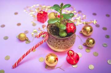 Money tree (Crassula) and New Year's toys on a purple background