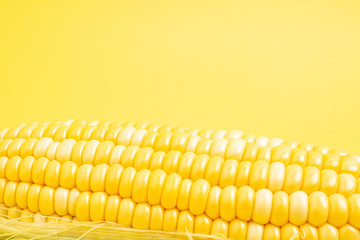 Fresh corn on yellow background