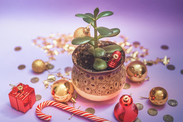 Money tree (Crassula) and New Year's toys on a purple background