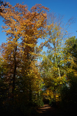 Herbstfarben Wald