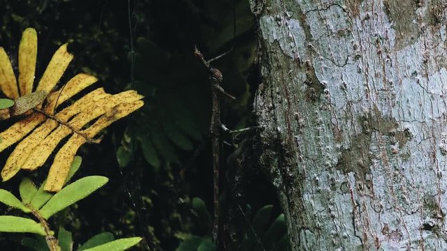 jumping stick insect walking on a tree trunk in the rainforest