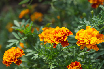 red and yellow flowers