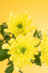Yellow chrysanthemums on yellow background