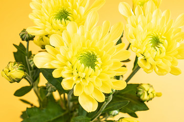 Yellow chrysanthemums on yellow background