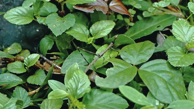 jumping stick insect walking on a the lush vegetation of the rainforest jungle floor