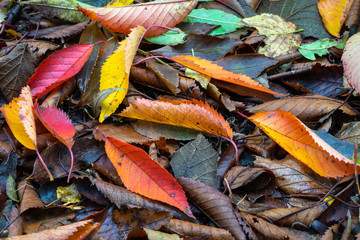 Autumn Leaves on Ground
