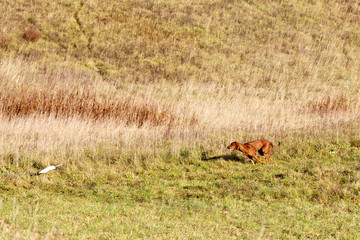 Dog breed Rhodesian ridgeback  running on the field in autumn. Coursing