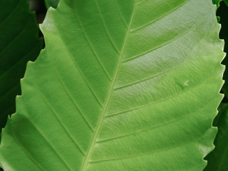 Beautiful green leaves pattern in the garden, close up.