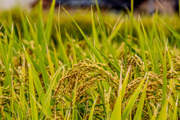 Paddy rice During the harvest season