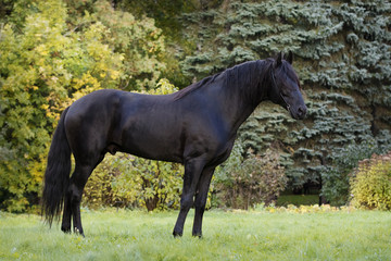 Beautiful black horse stands on nature background