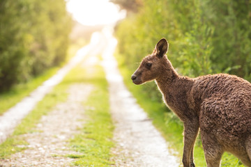 Eastern grey kangaroo (Macropus giganteus) spotted late afternoon on the track to Cotters beach in Wilson's Promontory national park, Victoria, Australia © Michael Evans