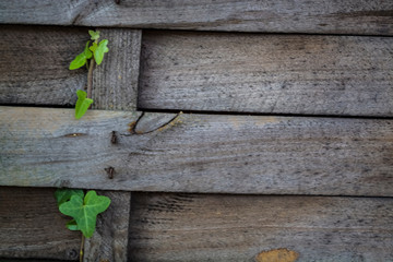  Background and texture. Veined wood. Moss and greens.