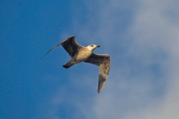 Seagull flying on the blue sky. European herring gull (Larus argentatus).