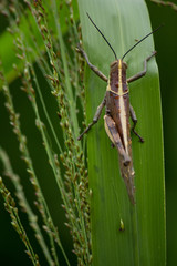 Grasshopper