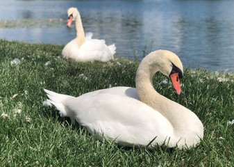 Obraz premium Swans 