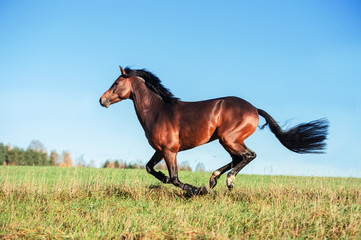 Plakat running dark bay sportive welsh pony stallion at freedom