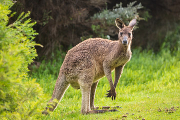 Eastern grey kangaroo (Macropus giganteus) spotted late afternoon on the track to Cotters beach in Wilson's Promontory national park, Victoria, Australia