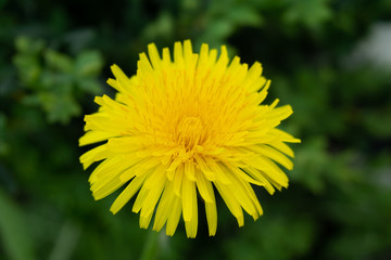 gelbe Blume in Makroansicht