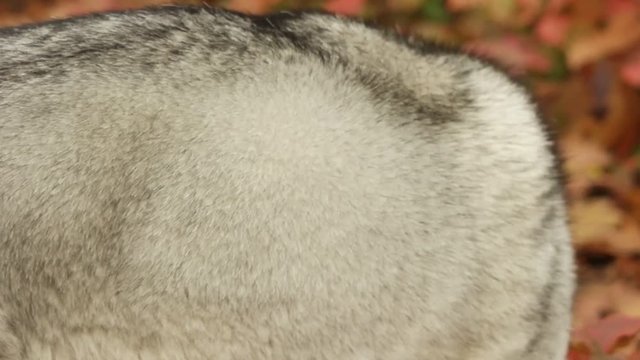 Malamute, close up