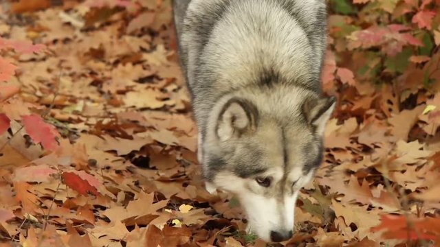 dog looking for, slow motion