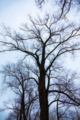 The tops of trees without leaves on a cloudy day against a cloudy sky.