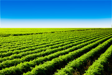 big carrot field full of carotene