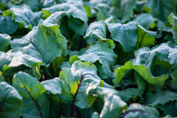 green juicy leaves of beet on a bed