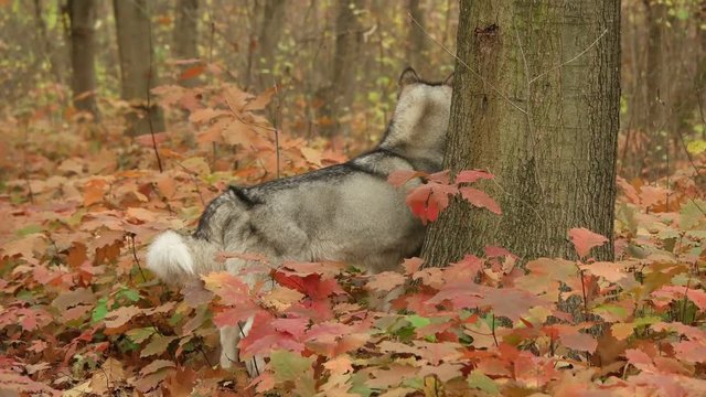 Malamute and autumn walk