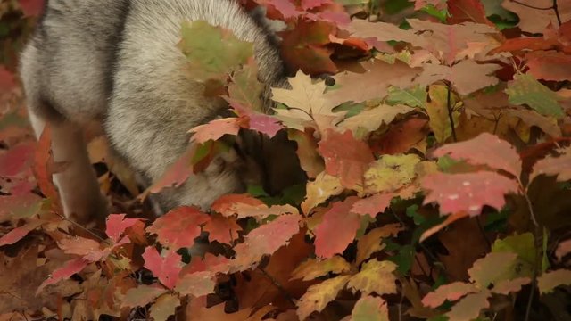 dog looking for