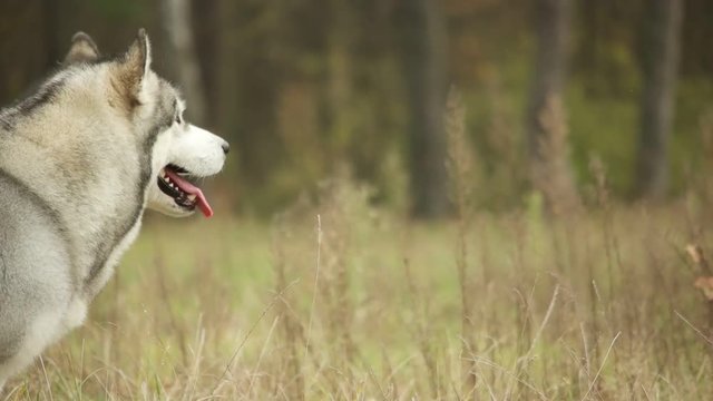 malamute running through the grass
