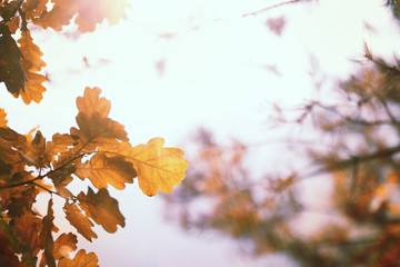 End of summer season in the park